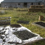 Dance on Land, inkGround, Shinichi Iova-Koga, Dana Iova-Koga