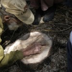 Dance on Land, inkGround, Shinichi Iova-Koga, Dana Iova-Koga